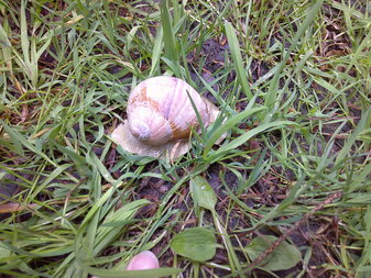 Eine Weinbergschnecke.